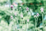 2021年11月公园花草树叶桌面日历壁纸