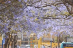 Jacaranda beautiful healing wallpaper