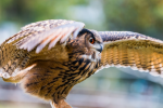 great horned owl pictures