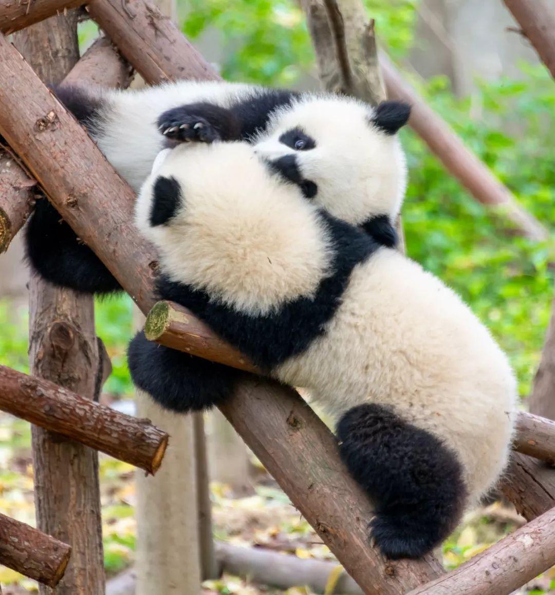 可爱的大熊猫宝宝