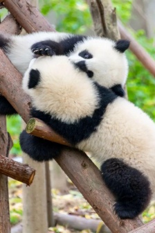 可愛的大貓熊寶寶