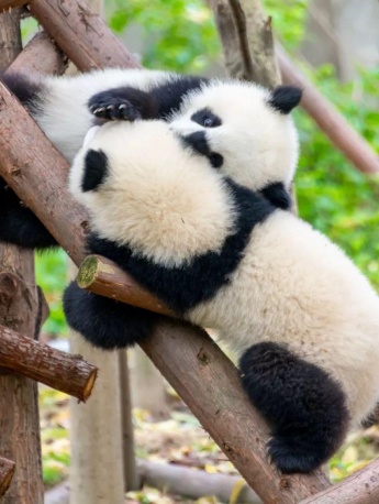 Cute giant panda baby