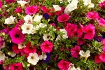 HD Petunia Pictures Desktop Wallpaper