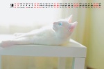 January 2022 Cute Cat Calendar Wallpaper