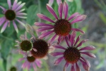 HD echinacea pictures