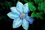 HD clematis pictures