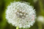 2022年4月护眼蒲公英桌面日历壁纸