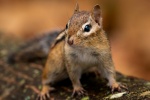 Cute little squirrel pictures desktop wallpaper
