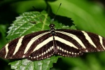 Beautiful yellow-sleeved butterfly pictures desktop wallpaper