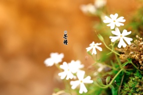 24节气之芒种高清壁纸图片