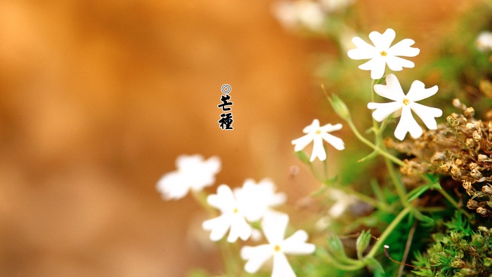 24节气之芒种高清壁纸图片