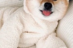 Silly and cute Shiba Inu mobile wallpaper pictures