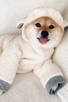 Silly and cute Shiba Inu mobile wallpaper pictures