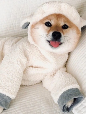 蠢萌可爱柴犬手机壁纸图片