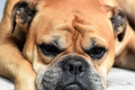 Medium sized dog bulldog pictures