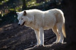 Ferocious arctic wolf pictures