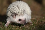 Super cute little hedgehog picture material HD desktop wallpaper