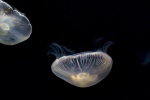 Transparent jellyfish picture desktop wallpaper