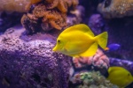 Yellow high-fin surgeonfish picture desktop wallpaper