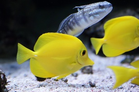 Yellow high-fin surgeonfish picture desktop wallpaper