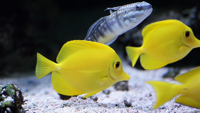 Yellow high-fin surgeonfish picture desktop wallpaper