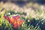 Autumn leaves pictures desktop wallpaper