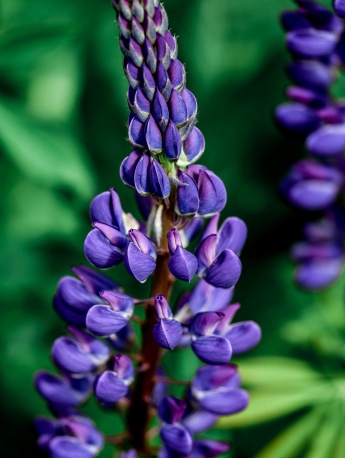 鲁冰花手机壁纸图片