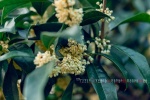 November 2021 eye-protecting osmanthus calendar wallpaper