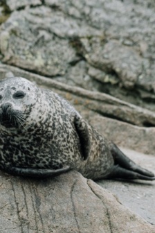 海邊的海豹圖片
