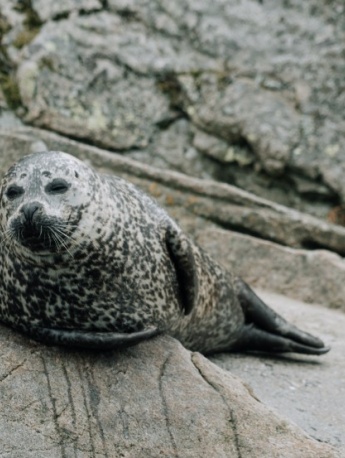 Seal pictures on the beach