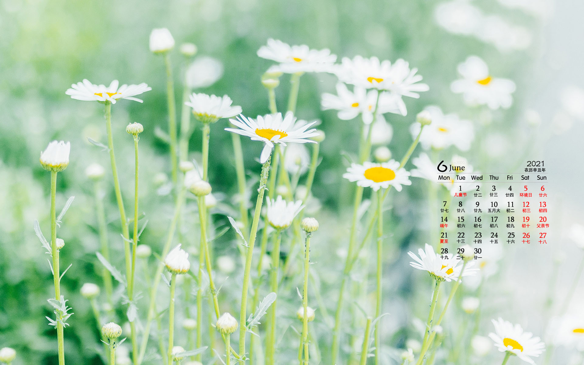 2021年6月小清新绿植花卉桌面日历壁纸