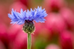 Fresh and elegant cornflower picture wallpaper