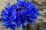 Cornflower aesthetic flower computer wallpaper