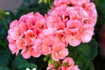 Pink geranium pictures