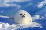 Adorable soft harp seal pup