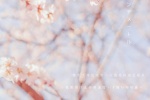 Japanese fresh style cherry blossom wallpaper