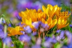 April 2021 Flowers and Plants HD Calendar Wallpaper