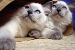 Siamese cat pictures