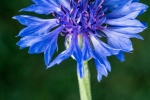 Fresh and elegant cornflower picture wallpaper