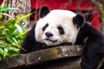 Pictures of China's national treasure giant panda