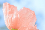 Poppy tulip mobile wallpaper