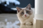 Ragdoll cat pictures Brador cat pictures