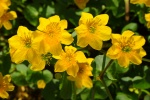 Wood sorrel pictures HD computer wallpaper