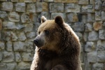 Cute grizzly bear pictures
