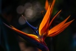Strelitzia reginae pictures desktop wallpaper