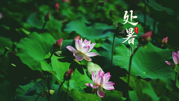 二十四節氣處暑桌麵壁紙圖片