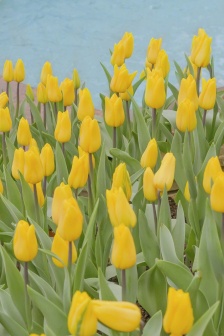 適合春天的清新手機壁紙