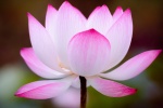 Lotus blooming in the pond picture desktop wallpaper