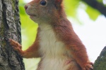 Cute little squirrel pictures