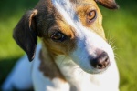 Jack Russell Terrier Pictures